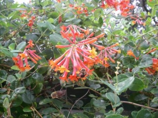Coral Honeysuckle